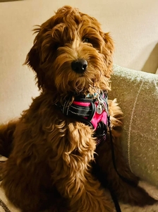 Willa Bean F1 Mini Goldendoodle of Sage & Tyke